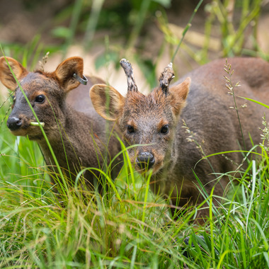 pudu